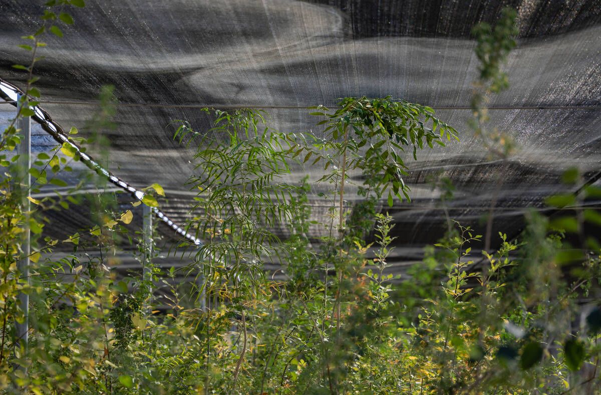 Mojave Desert plants reach the top of their greenhouse at the Las Vegas State Tree Nursery on N ...