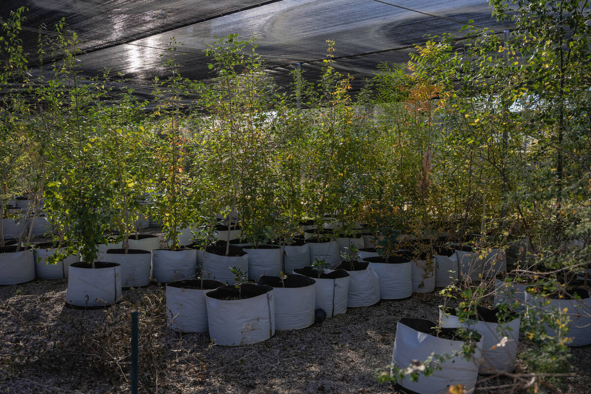 A variety of native and adapted Mojave Desert plants grow inside greenhouses at the Las Vegas S ...
