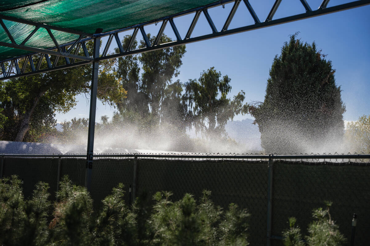 A view of a variety of native and adapted Mojave Desert plants receiving water at the Las Vegas ...