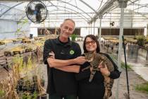 Tim Palmer and Amy Johnson stand inside a greenhouse where they work with their office cat, Sid ...
