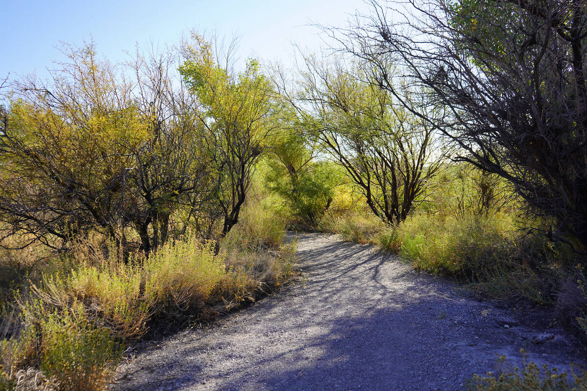 Mesquites and other desert plants line part of the Cienega Trail at Springs Preserve. (Natalie ...