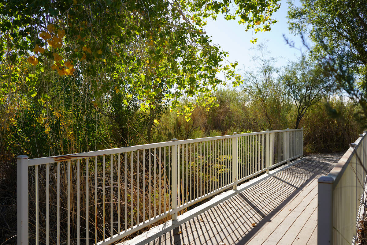 Bridges stretch over wetlands that have been engineered to give Springs Preserve visitors a loo ...