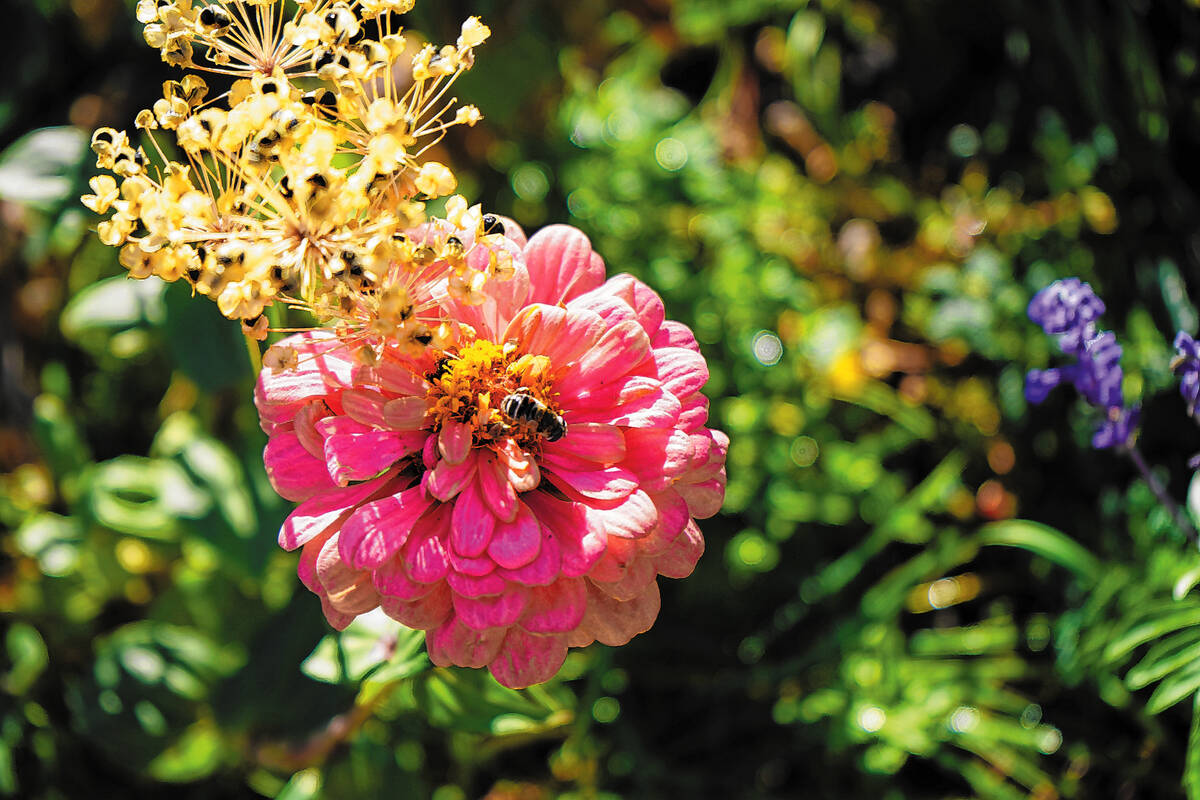 A bee finds nectar after landing on a zinnia at the Springs Preserve in early November.