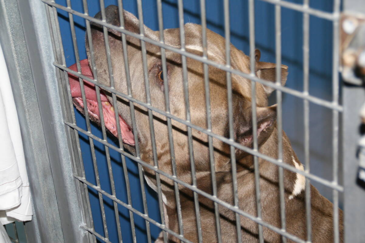 (Las Vegas Review-Journal)