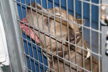 (Las Vegas Review-Journal)