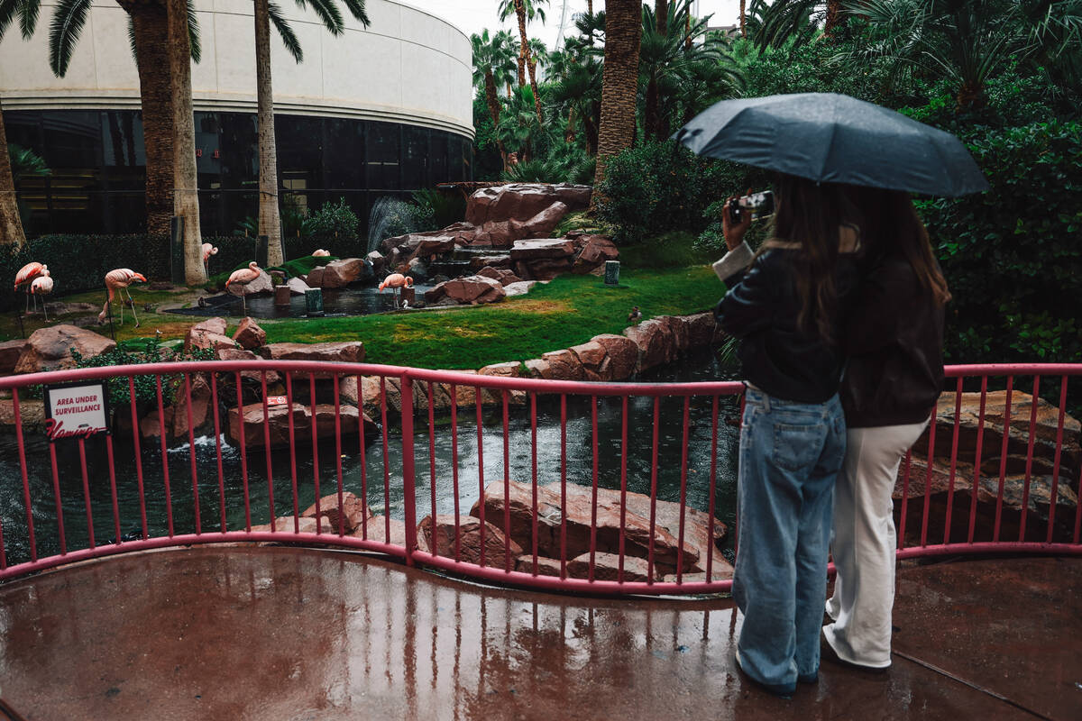 Pedestrians take cover from the rain while watching flamingos at the Flamingo Saturday, Nov. 15 ...