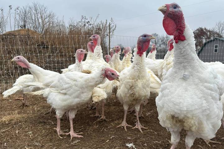Turkeys are seen on a farm Thursday, Nov. 20, 2025, in Sylvan Township, Mich. (AP Photo/Mike Ho ...