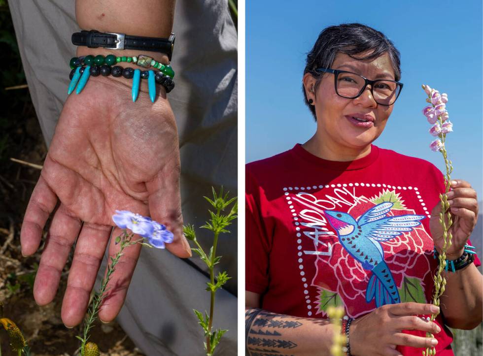 BC Zahn-Nahtzu of the Reno-Sparks Indian Colony grows native and medicinal plants outside her h ...