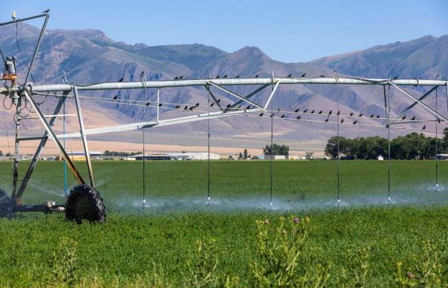 A farmer's field is watered as birds hang out on the equipment in the valley below the Thacker ...