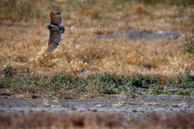A burrowing owl leaves a hole on the edge of a farmer's field late in the day in the valley bel ...