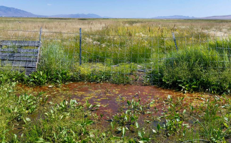 A water hole on Rancher Ed Bartell's range land may be at risk of drying up because of the dema ...