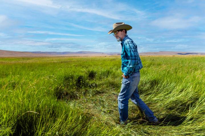 Rancher Ed Bartell walks his range land, inspecting water holes to ensure the water table has n ...