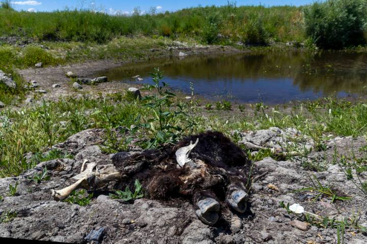 A dead calf decomposes by a watering hole near the Fort McDermitt Paiute and Shoshone Tribe res ...