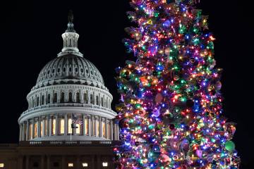 The Capitol Christmas tree, a 53-foot red fir from the Humboldt-Toiyabe National Forest in Neva ...