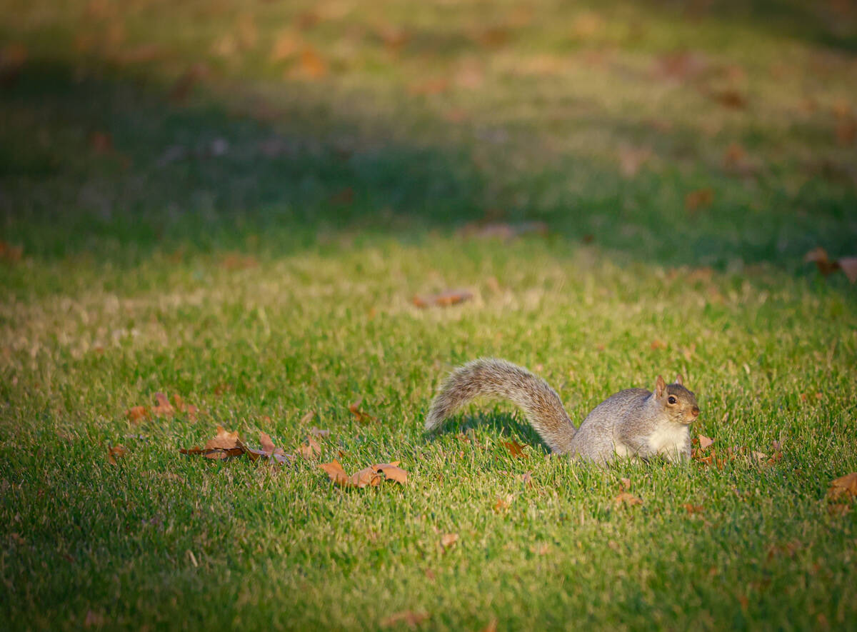 A squirrel forages at the U.S. Capitol grounds in Washington, D.C., on Dec. 1, 2025. (Kristen D ...