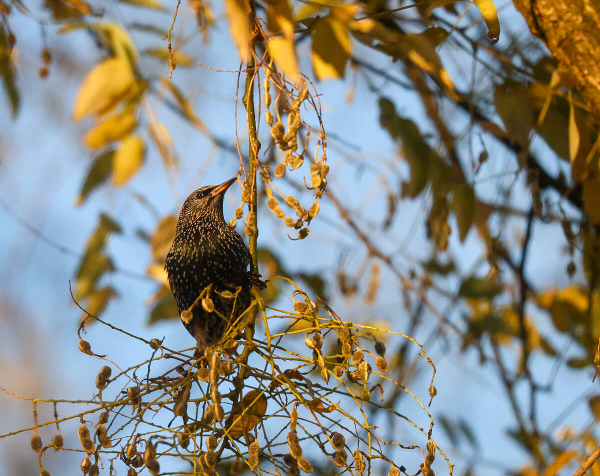 A European starling feeds at the U.S. Capitol grounds in Washington, D.C., on Dec. 1, 2025. (Kr ...
