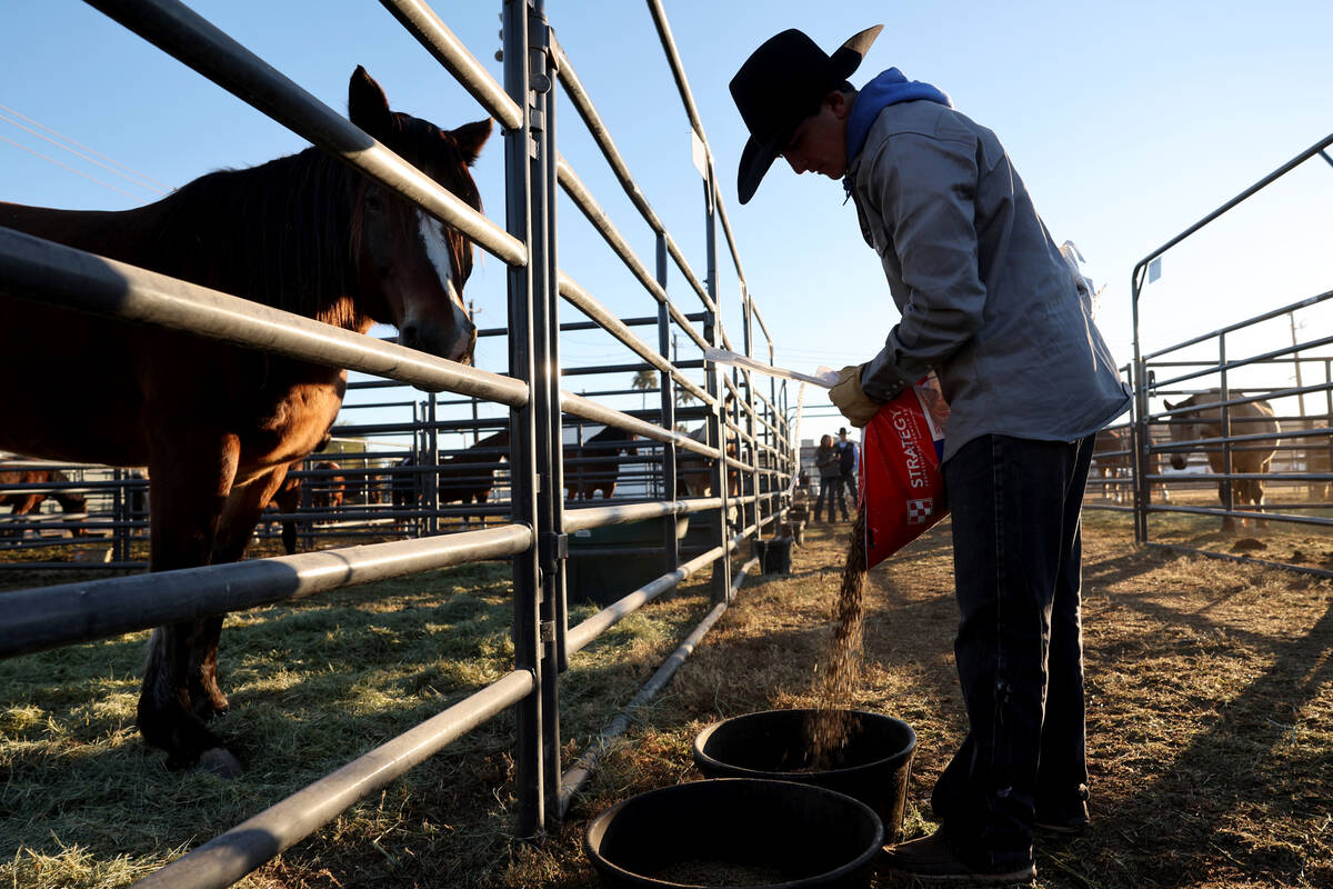 Cade Smith of Sidney Iowa feeds rough stock in the temporary home for National Finals Rodeo liv ...