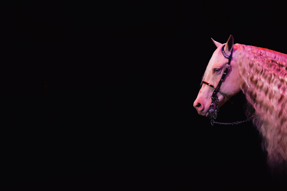 A horse during the national anthem on day three of the National Finals Rodeo at the Thomas & ...