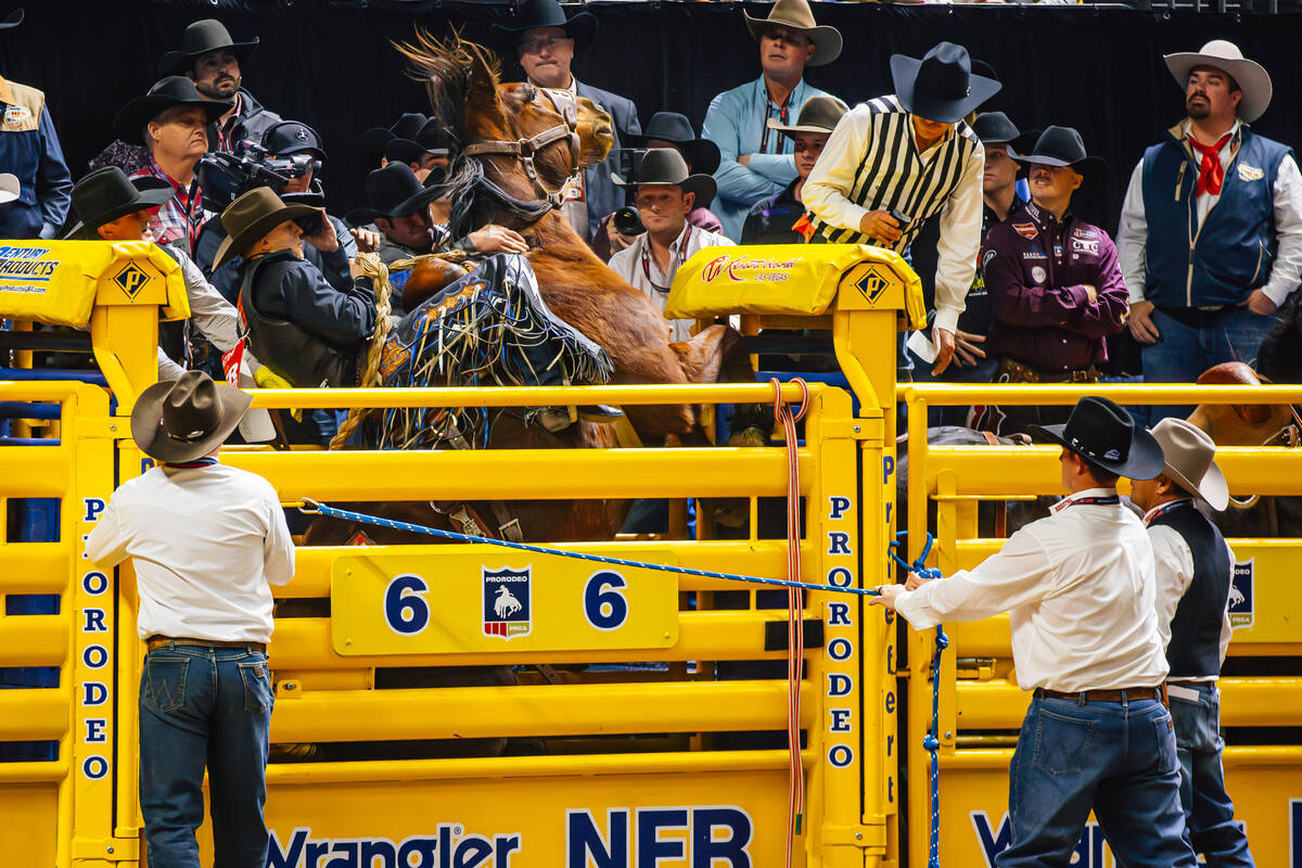 Gucci Equine’s Green Bay bucks up in the chute as Zeke Thurston hangs on on day four of ...