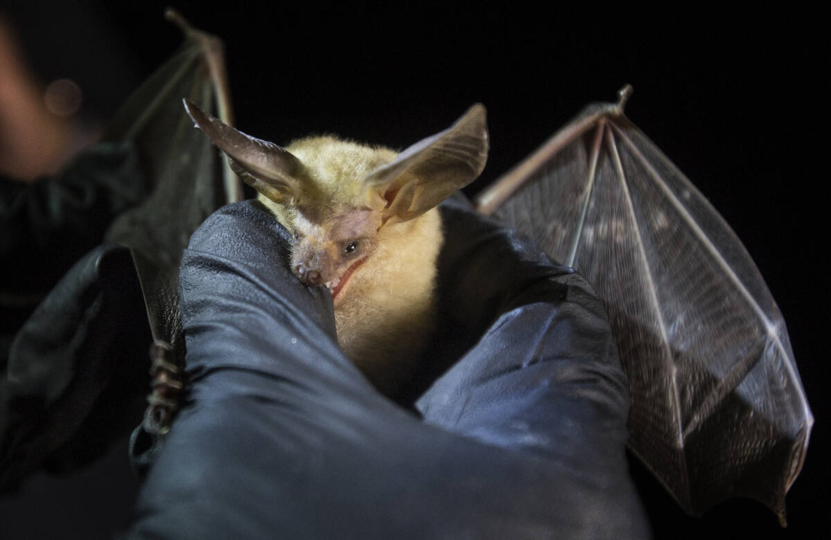 ‘It was a matter of time’: Diseased bats may have arrived in Las Vegas