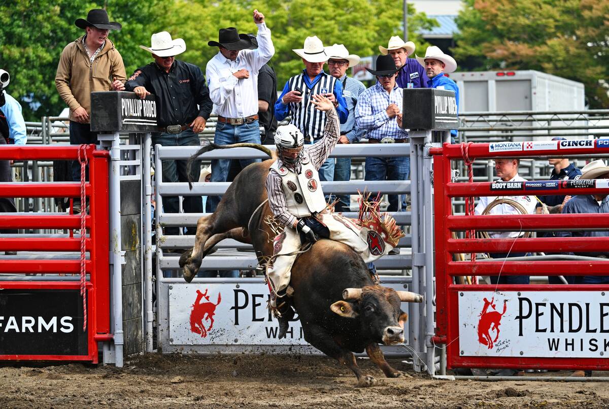 Hayden Welsh, shown aboard a bull at the Puyallup Rodeo, had a banner permit season, winning mo ...