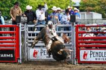 Hayden Welsh, shown aboard a bull at the Puyallup Rodeo, had a banner permit season, winning mo ...