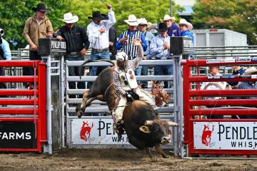 Hayden Welsh, shown aboard a bull at the Puyallup Rodeo, had a banner permit season, winning mo ...