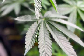A medical marijuana plant grows at CRC on July 23, 2024, in Pike County, Ala. (AP Photo/Kim Cha ...