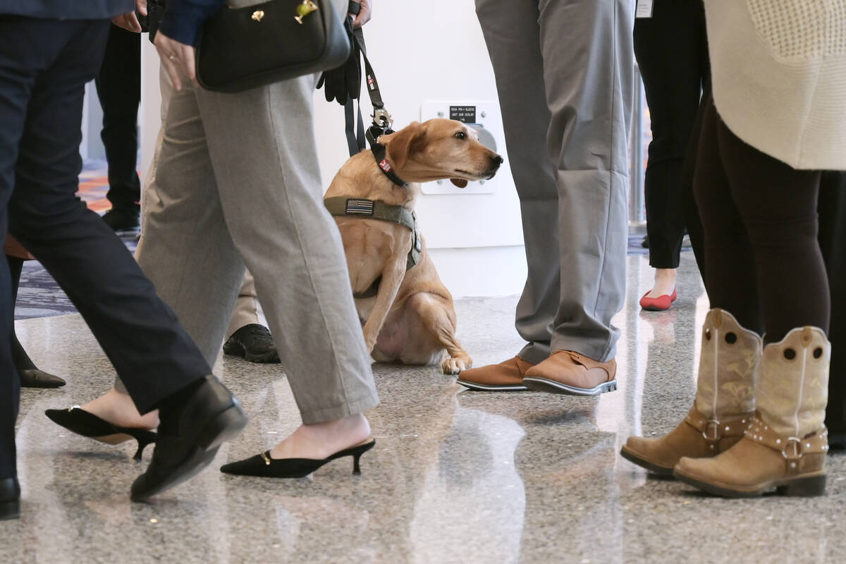 LVCVA K-9 Reba sniffs people as they walk by during the official opening of the renovated Las V ...