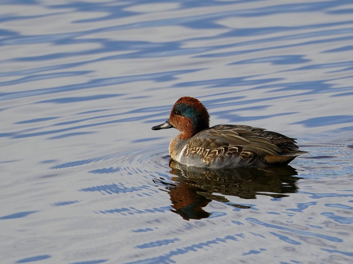 A green-winged teal glides through the waters of a large pond at Cornerstone Park in Henderson. ...