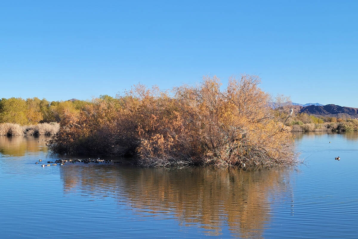 Northern shovelers feed on one side of an island at Henderson Bird Viewing Preserve in December ...