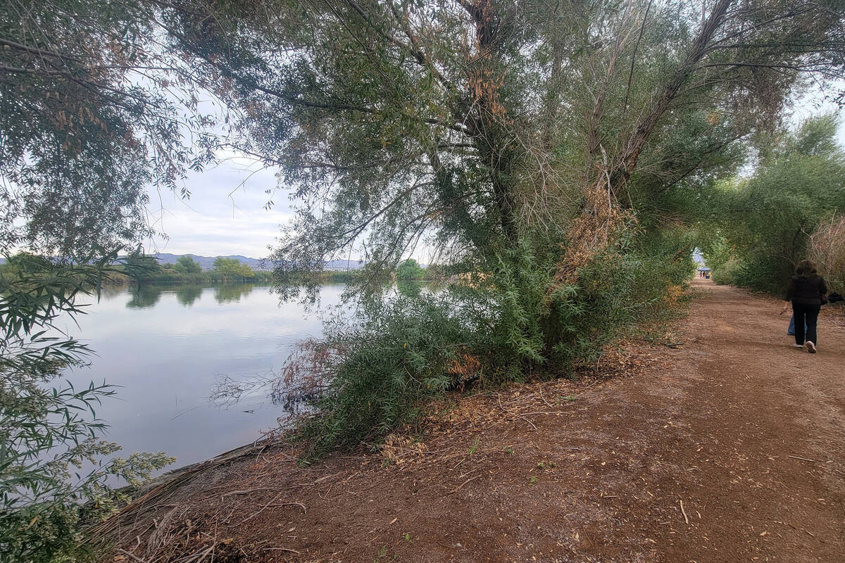 A Henderson Bird Viewing Preserve visitor walks alongside one of nine ponds that attract winter ...