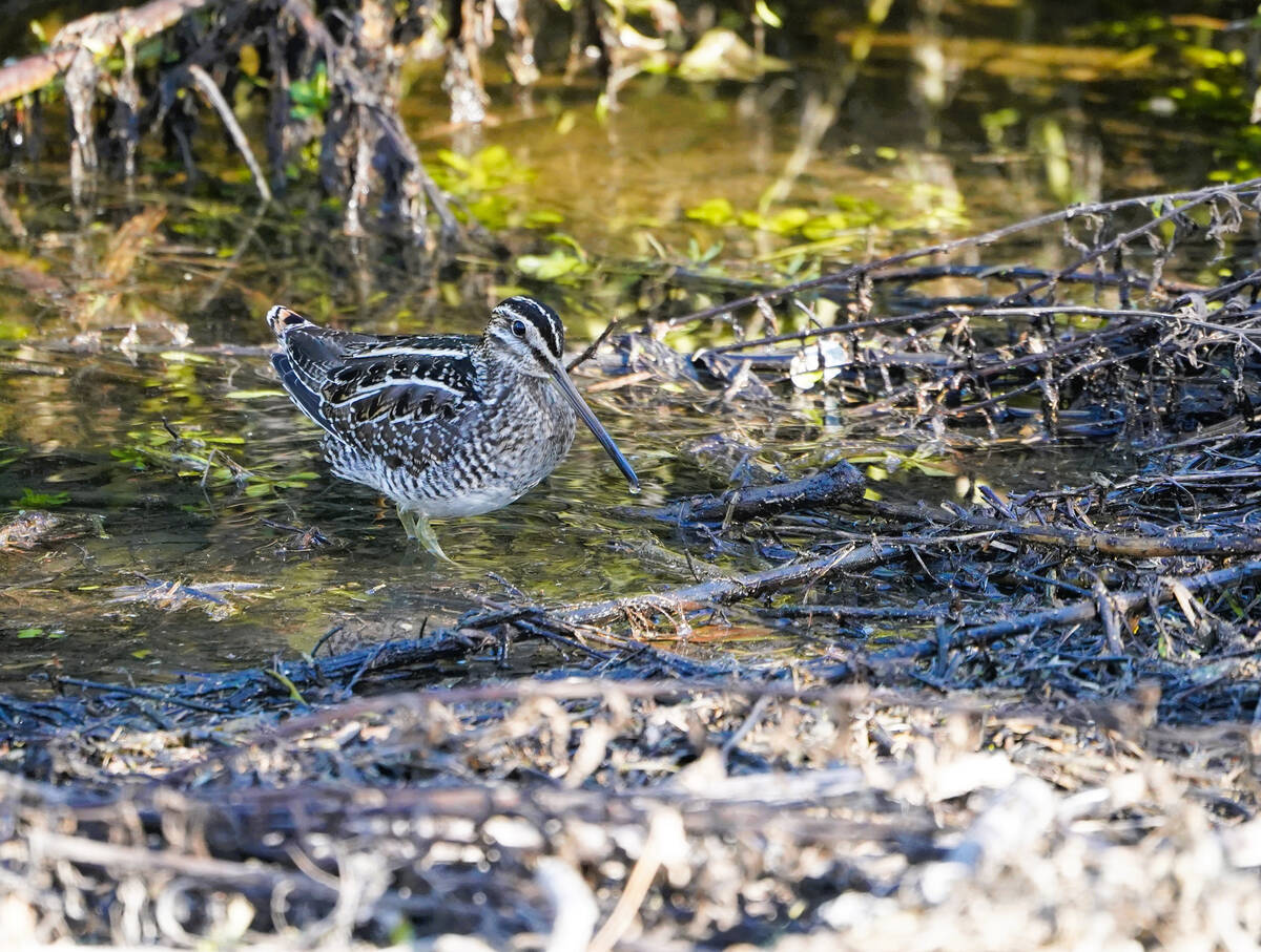 A Wilson’s snipe uses its long beak to probe for food on the shore of Pond 1 near the vi ...