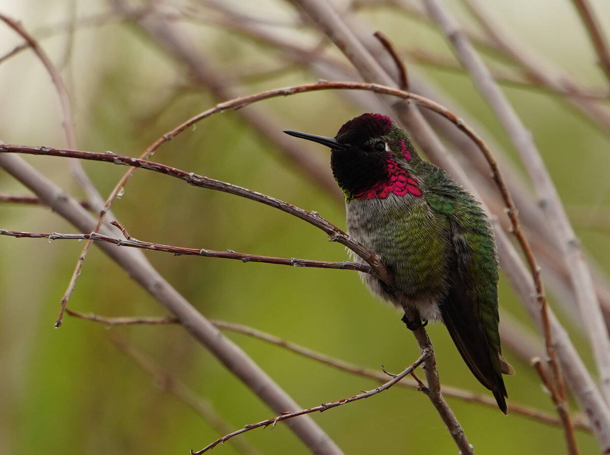 An Anna’s Hummingbird, a year-round Southern Nevada resident, perches at Henderson Bird ...