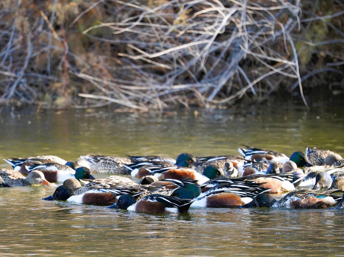 Northern shovelers, winter visitors to Southern Nevada, display their group feeding tactics in ...