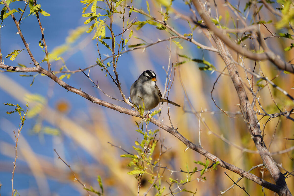 Migrating birds enliven winter walks in Southern Nevada