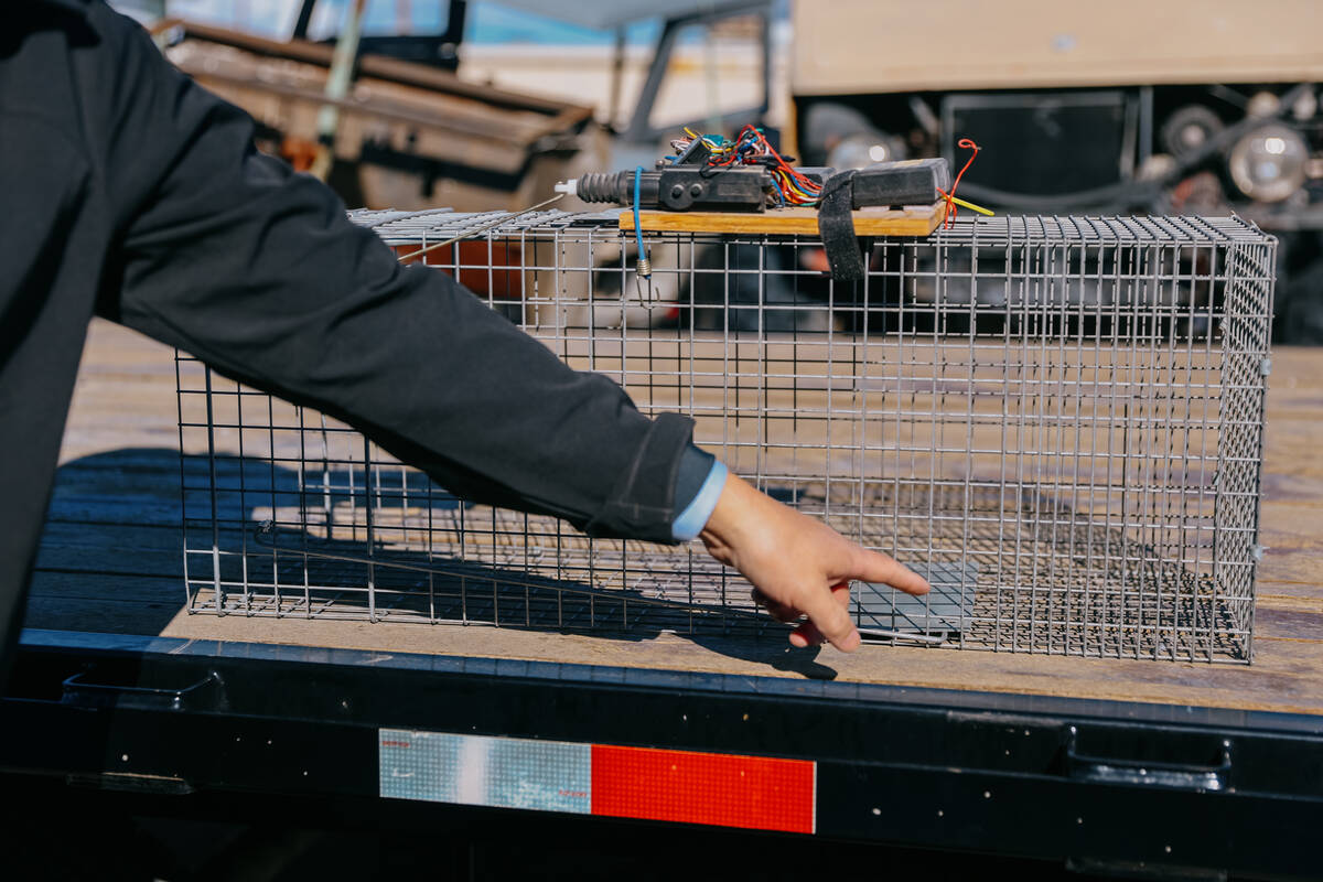 James Mah points out the modifications he made to one of the traps he uses to catch stray cats ...