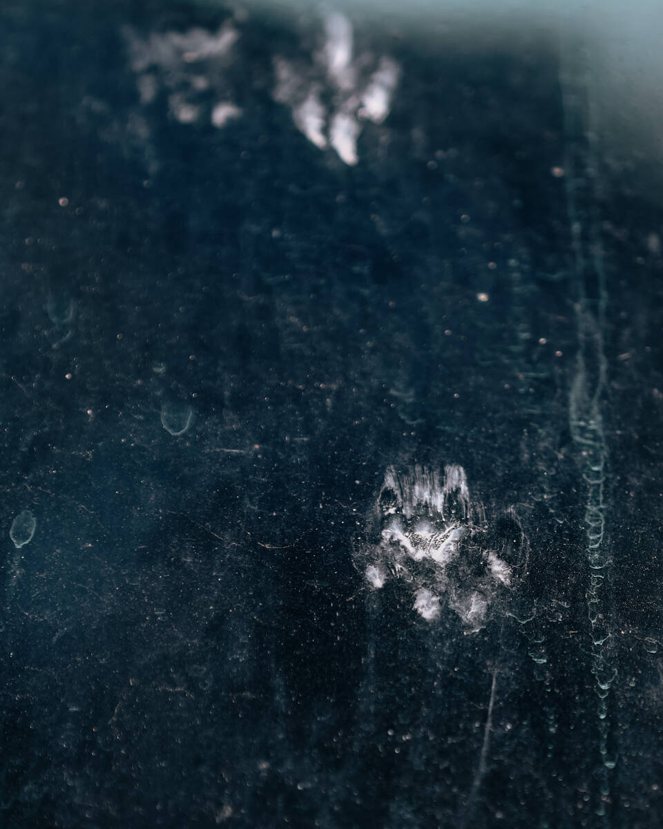 Cat footprints dot the surface of a car’s windshield on James Mah’s property on Thursday, J ...