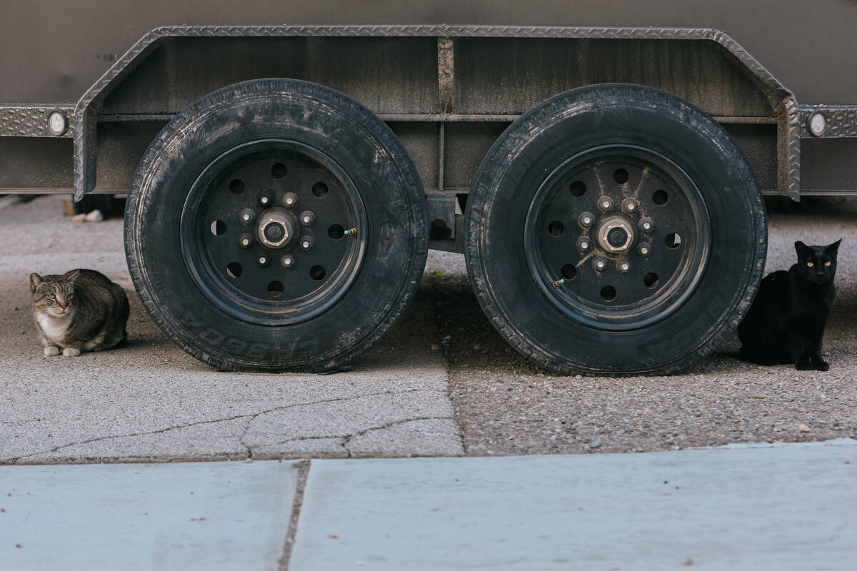 Two stray cats huddle underneath a truck on James Mah’s property on Thursday, Jan. 8, 2026, a ...