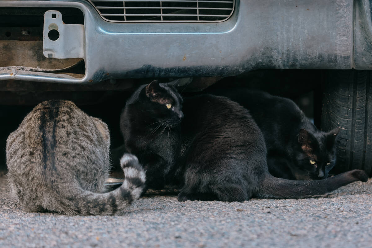 Three stray cats gather around bowls of food on James Mah’s property on Thursday, Jan. 8, 202 ...