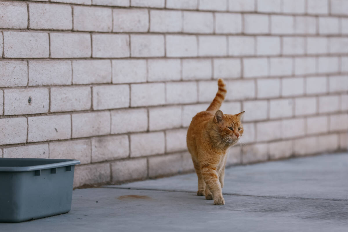 An orange stray cat walks past one of the “cat cooling centers” on James Mah’s property o ...