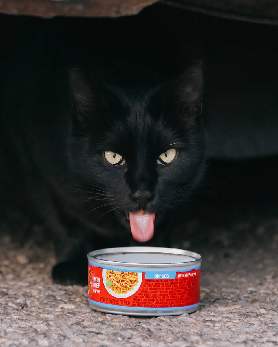 A cat James Mah calls “Squeaky” snacks on a can of food on Mah’s property on Thursday, Ja ...