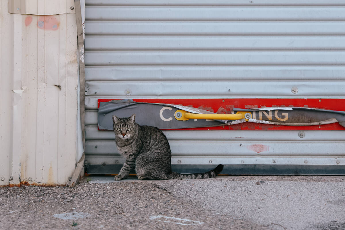 A cat sits on James Mah’s property on Thursday, Jan. 8, 2026, along Industrial Avenue in Las ...