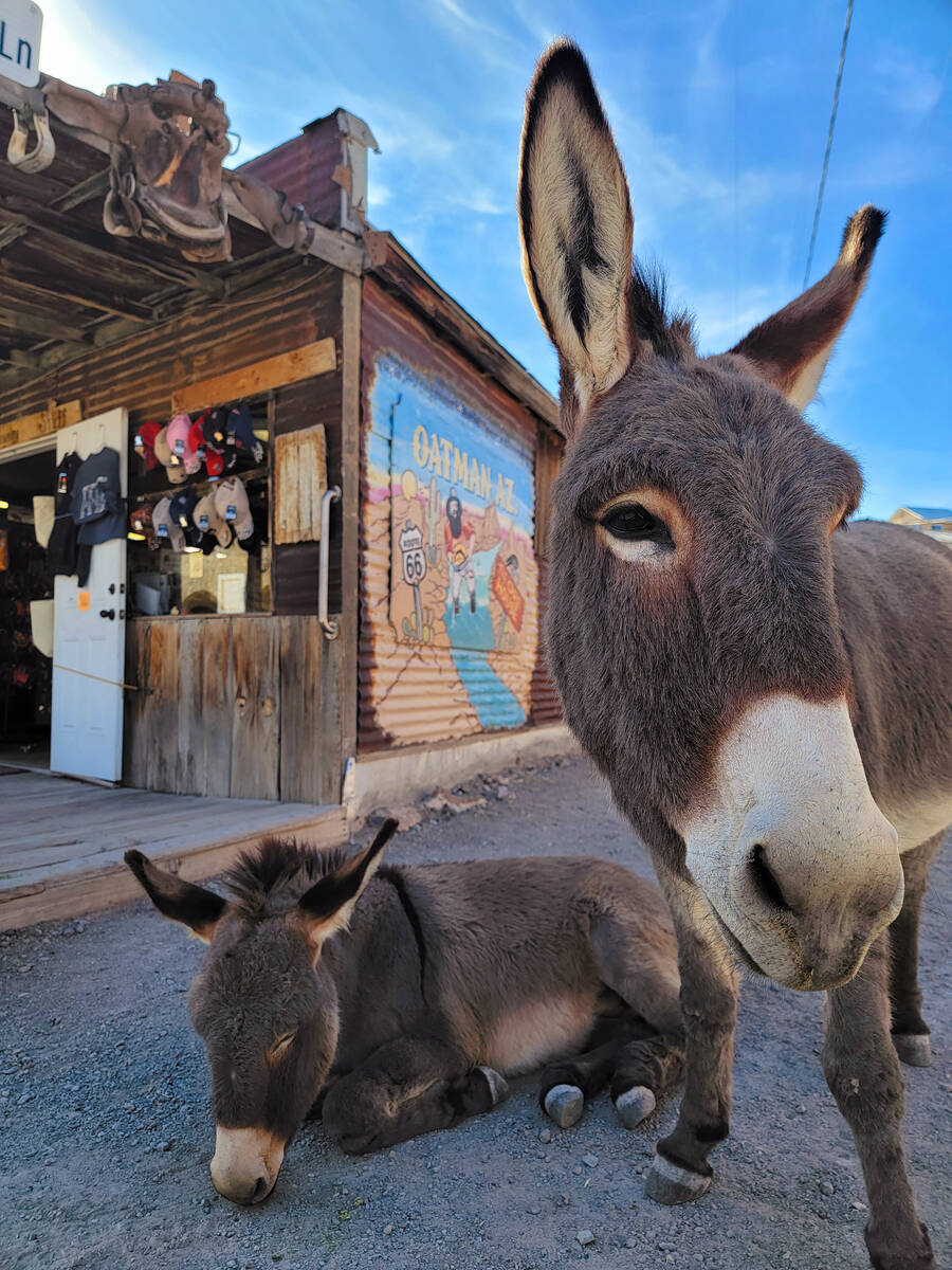 Wild burros freely roam and rest along old Route 66, which runs through Oatman, Ariz., near Nev ...