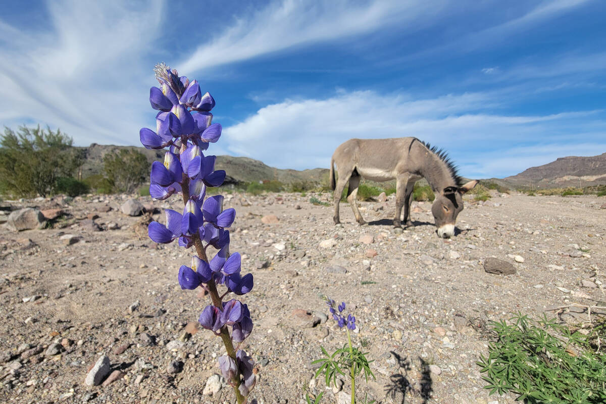 A wild burro forages in a wash near old Route 66 in the hills leading up to Oatman, Ariz., in m ...