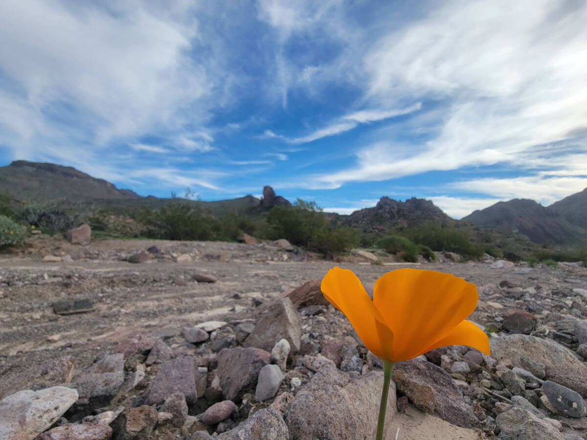 A lone poppy blooms mid-January in a wash near old Route 66 in the hills leading up to Oatman, ...