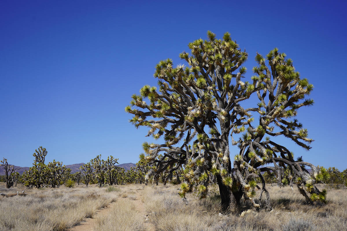 A dirt road loops through Wee Thump Joshua Tree Wilderness, with spots along the way to park an ...
