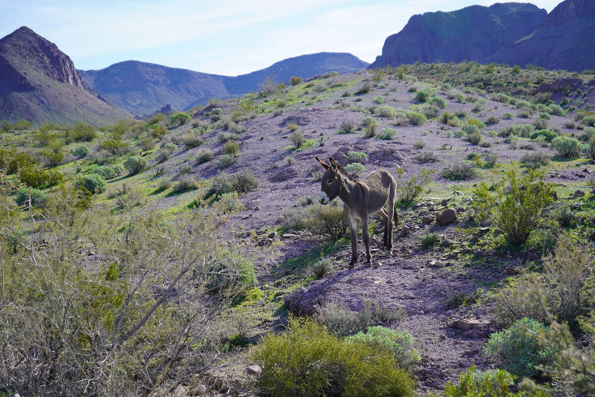 Wild burros can often be found alongside old Route 66 and on the pavement itself on the approac ...