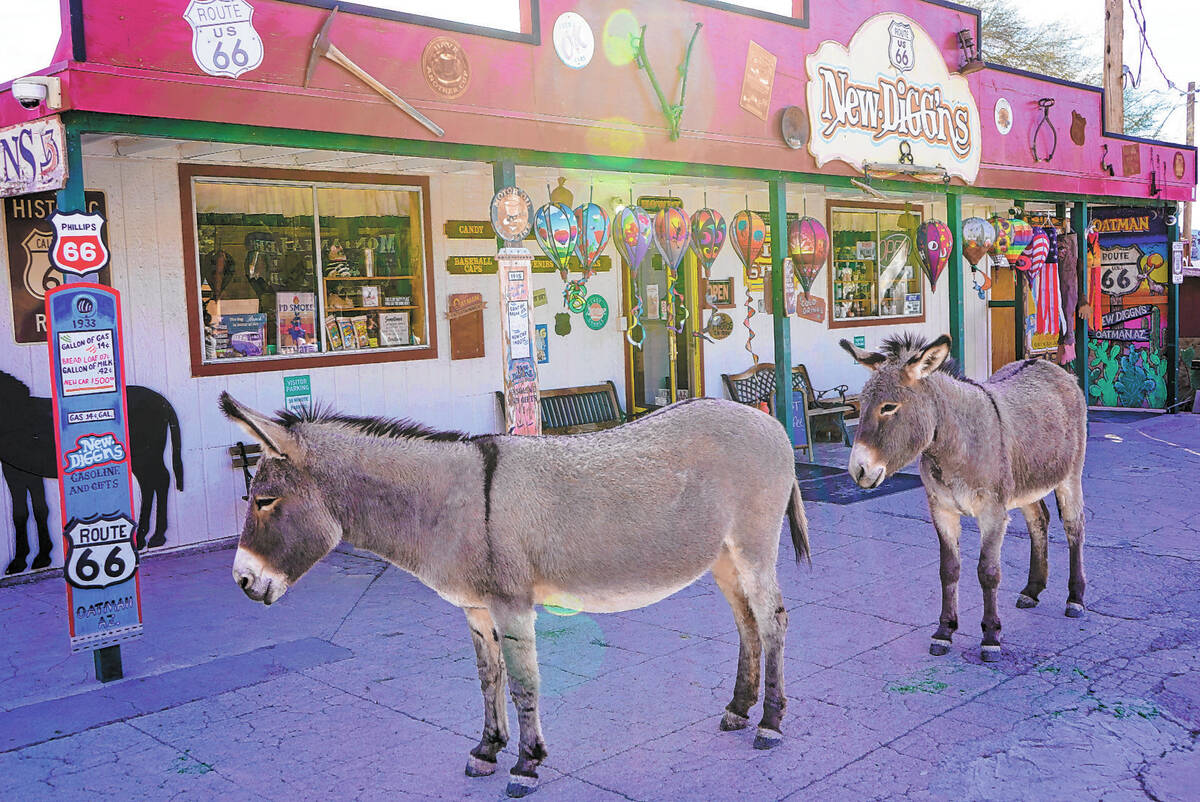 Wild burros (stay away from their backsides and potential kicks) aren’t afraid of people ...