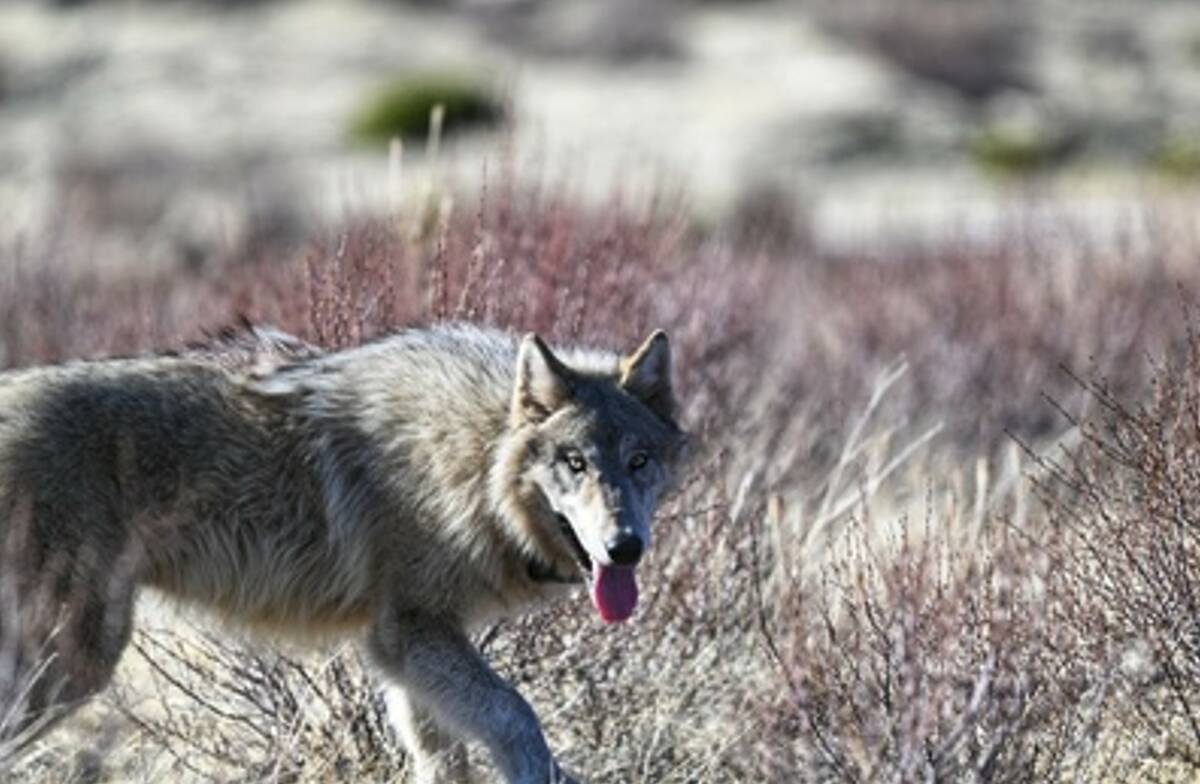 Gray wolf crosses into Nevada after breaking from California pack